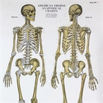 Anatomical Teaching Charts